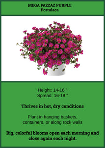 Portulaca Purple