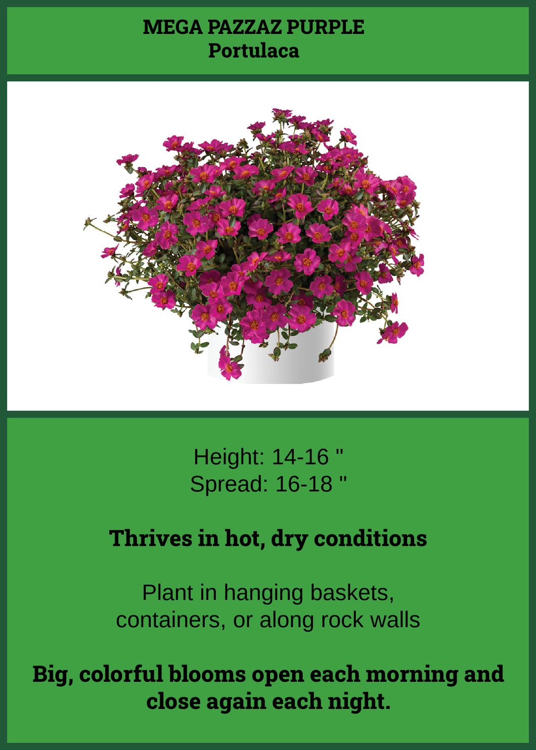 Portulaca Purple