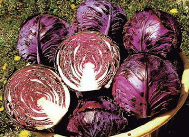 Cabbage Ruby Red 6-Pack