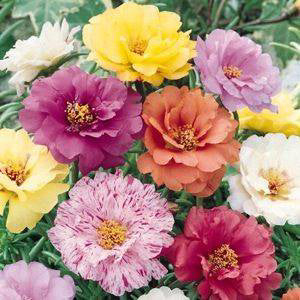 Sundial Rose Moss 6-Pack