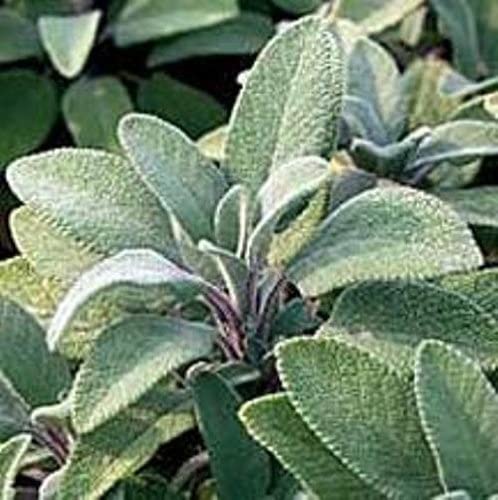 Herbs/Sage Single