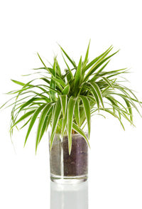 Spider Single Pot