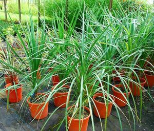 Spikes Dracaena Indivisa Single