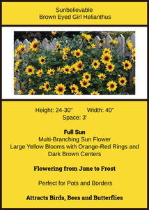 Sunflower  Helianthus Sunbelievable