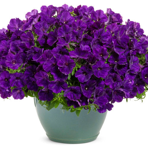 Petunia Royal Velvet Single