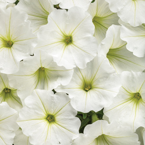 Petunia White Snowdrift™