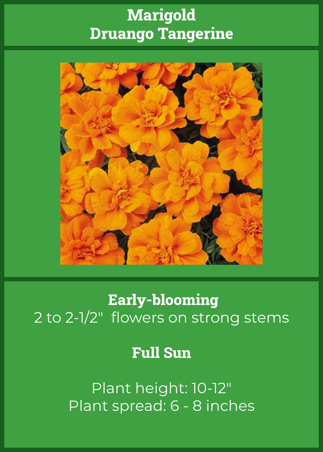 Marigolds:  Durango Tangerine   6 - pack