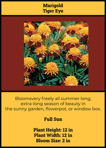 Marigolds: Tiger Eye 6-pack