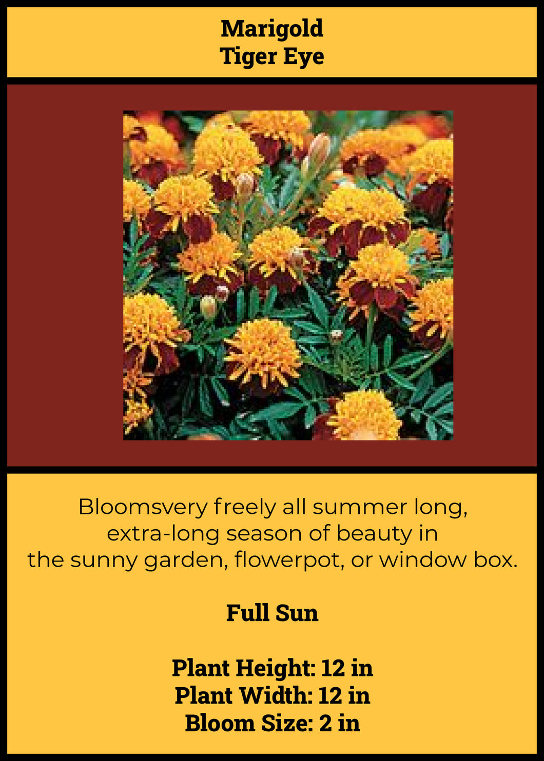 Marigolds: Tiger Eye 6-pack