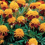 Load image into Gallery viewer, Marigolds: Tiger Eye 6-pack
