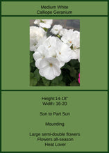 Load image into Gallery viewer, Geranium Calliope White  Single
