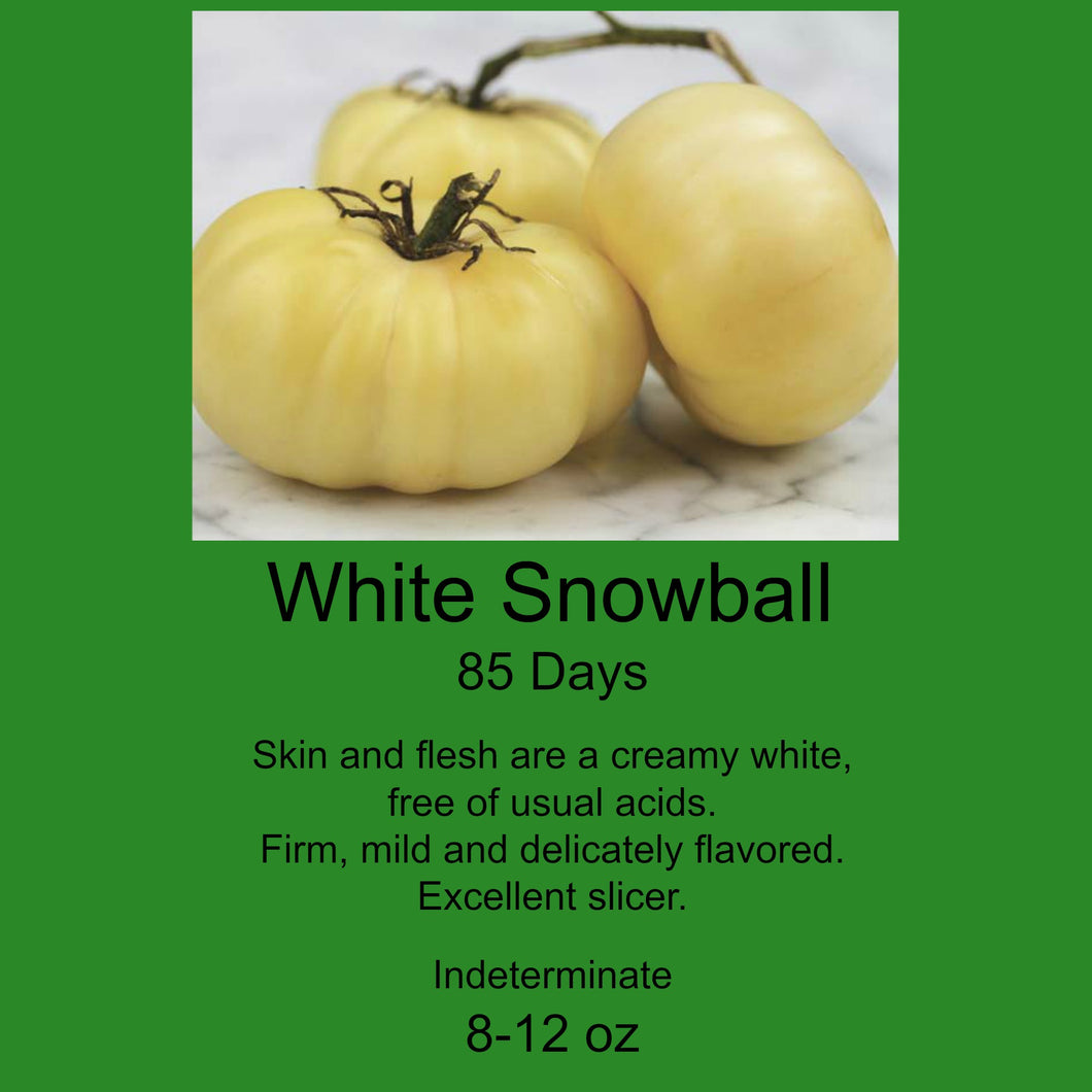 Tomato/White Snowball 6-Pack
