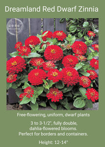 Zinnia: Dreamland Red Dwarf 6-Pack