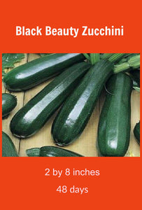 Zucchini Squash 4-Pack